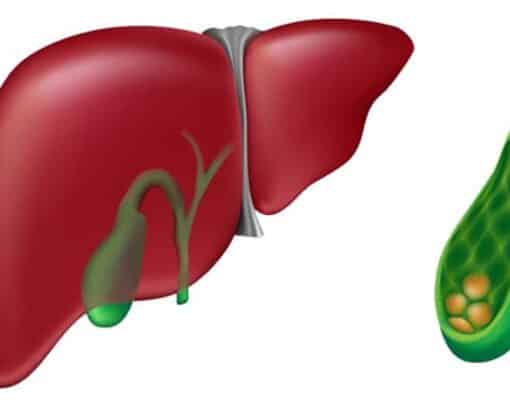 Χολή – Χοληδόχος Κύστη – Λειτουργία και Διατροφή.