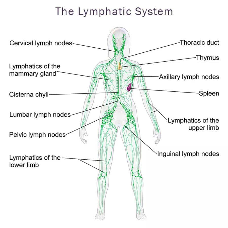 Λεμφαδενοπάθεια και ενδείξεις βιοψίας