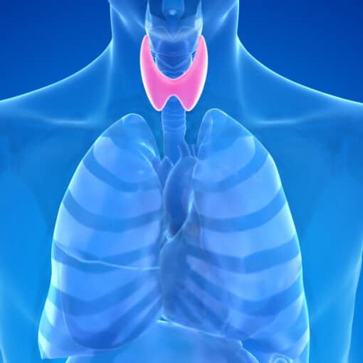 Θυρεοειδής αδένας