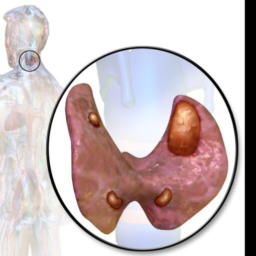 Παραθυρεοειδείς