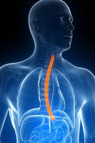mannometry Γεώργιος Σάμπαλης Anatomical illustration highlighting the esophagus in orange within a blue transparent torso, from throat to stomach.